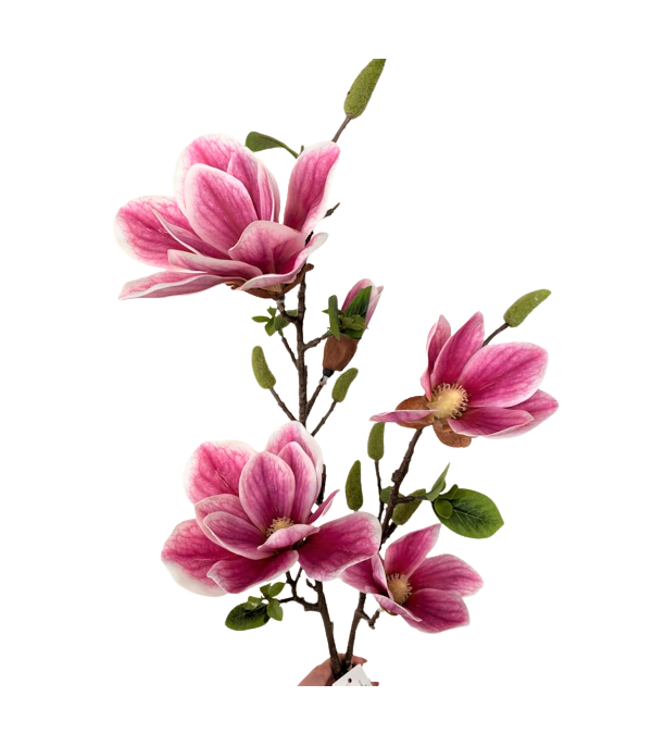 magnolia, gałąź magnolii 95 cm