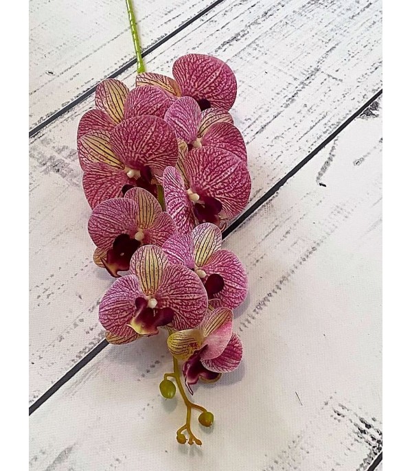 gałązka storczyk orchidea...